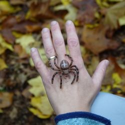 2022 10 rosa bezovec